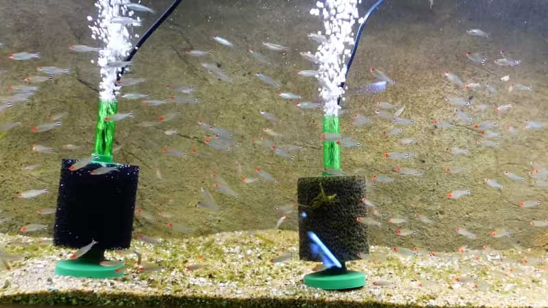 How To Improve a Sponge Filter in An Aquarium