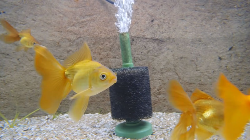 How to Clean Filter Sponge in Fish Tank