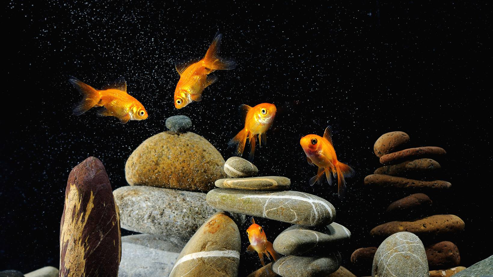 Do Betta Fish Need Air Stones