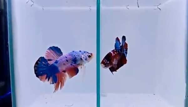 How Long Can A Betta Fish Go Without Eating?