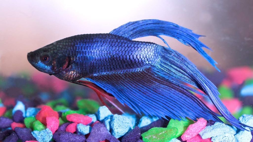 can-betta-fish-survive-without-light-bettafishnest