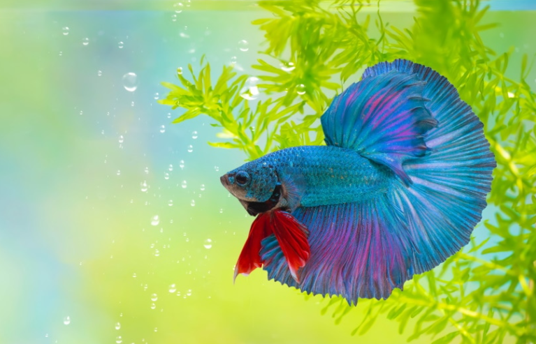 Caring Tips for Dragon Scale Bettas