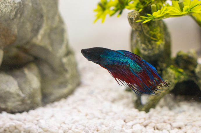 Characteristics of the Half Moon Betta