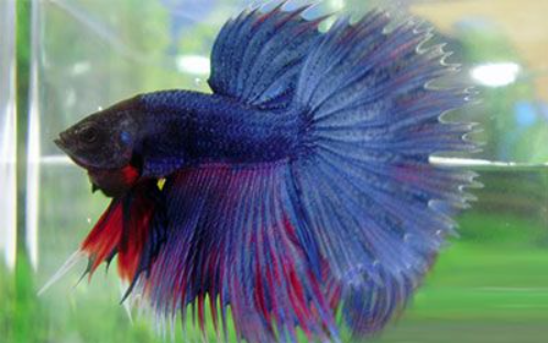 Combtail Betta Fish