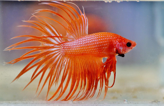 Crowntail Betta Fish