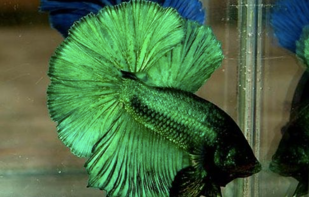 Green Betta Fish