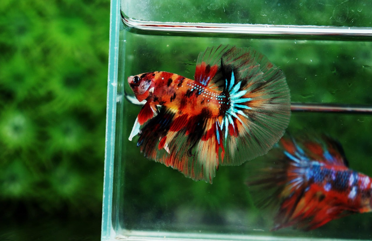 Multi-colored Betta Fish