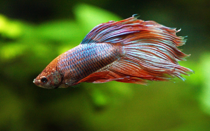 Veiltail Betta Fish