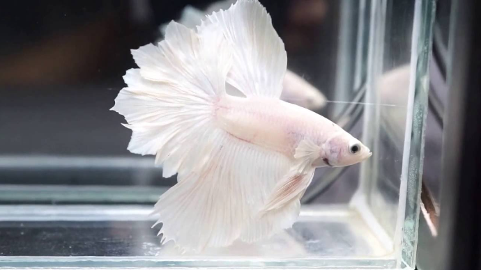 White Betta Fish