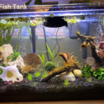 Betta Fish Tank: The Essential Guide to a Thriving Betta Home