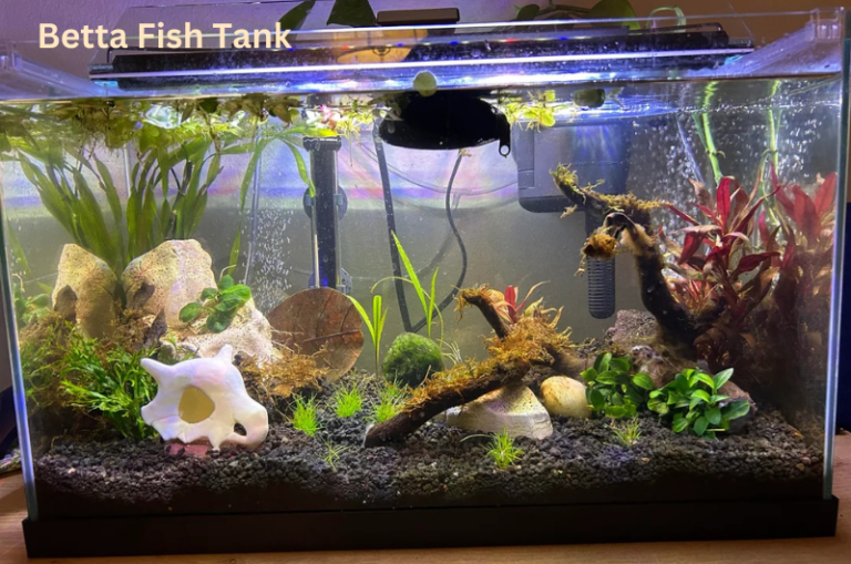 Betta Fish Tank: The Essential Guide to a Thriving Betta Home