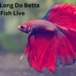 The Betta Blueprint: How Long Do Betta Fish Live?