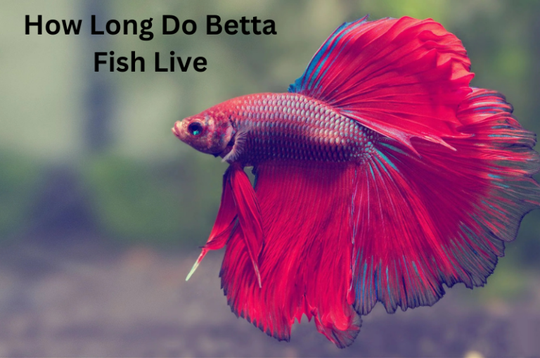 The Betta Blueprint: How Long Do Betta Fish Live?