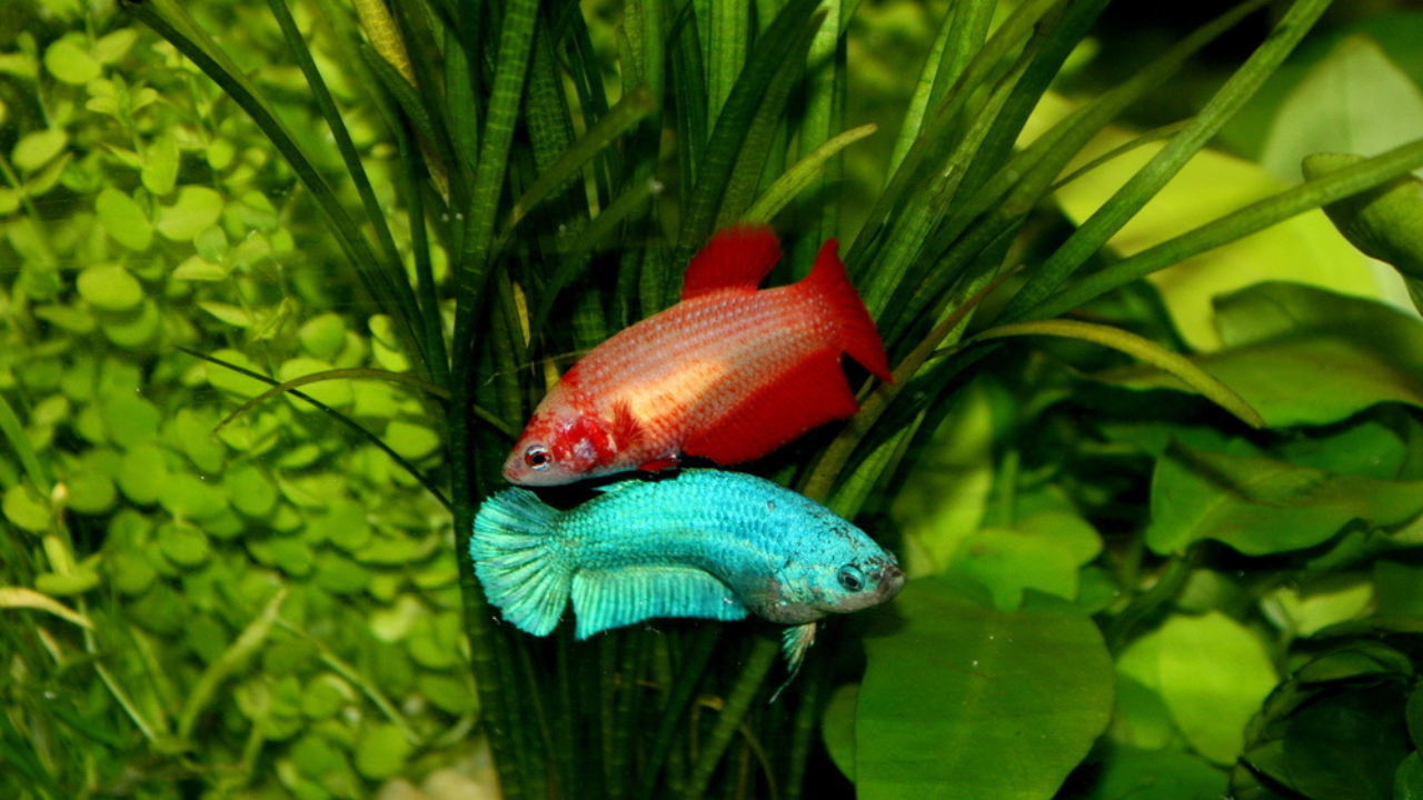 How to Extend Your Betta Fish’s Lifespan