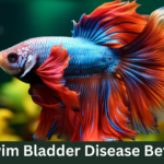 Swim Bladder Disease Betta: Causes, Symptoms & Effective Treatments