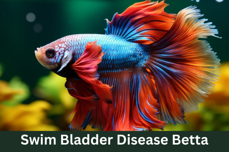 Swim Bladder Disease Betta: Causes, Symptoms & Effective Treatments