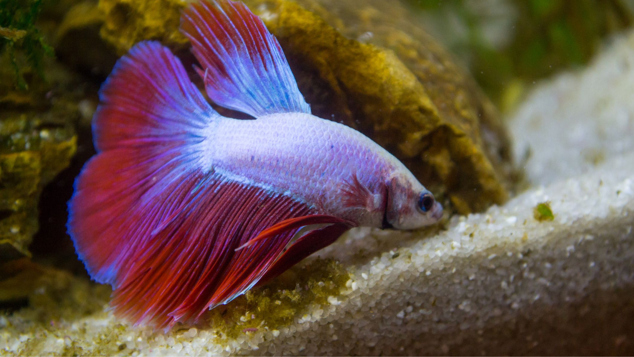 Tips for Successful Feeding