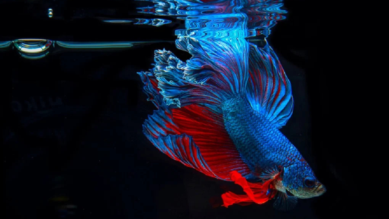 Treatment Options for Swim Bladder Disease Betta