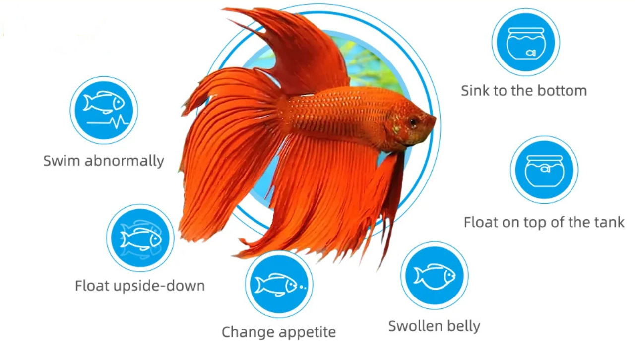 What Causes Swim Bladder Disease in Bettas?