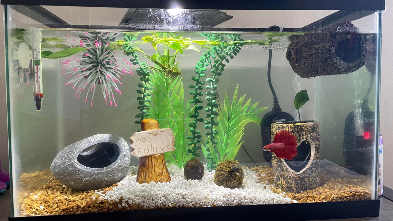 Why a Betta Fish Tank Setup Matters