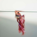 Betta Fish Behavior Before Death: Signs, Causes & What You Can Do