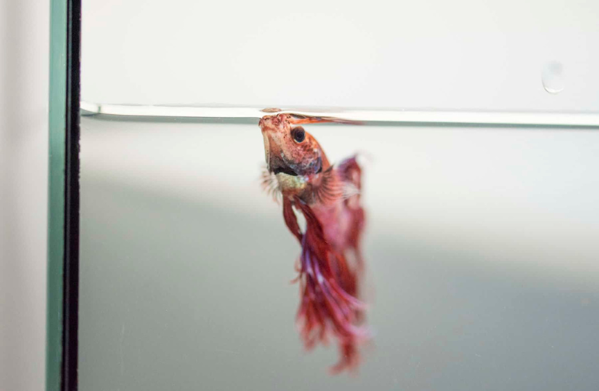 Betta Fish Behavior Before Death: Signs, Causes & What You Can Do