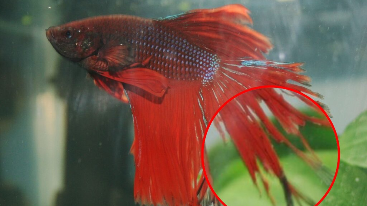 Signs Your Betta Fish Might Be Dying