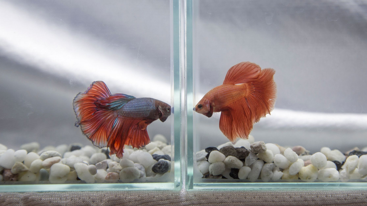 What You Can Do If Signs Appear